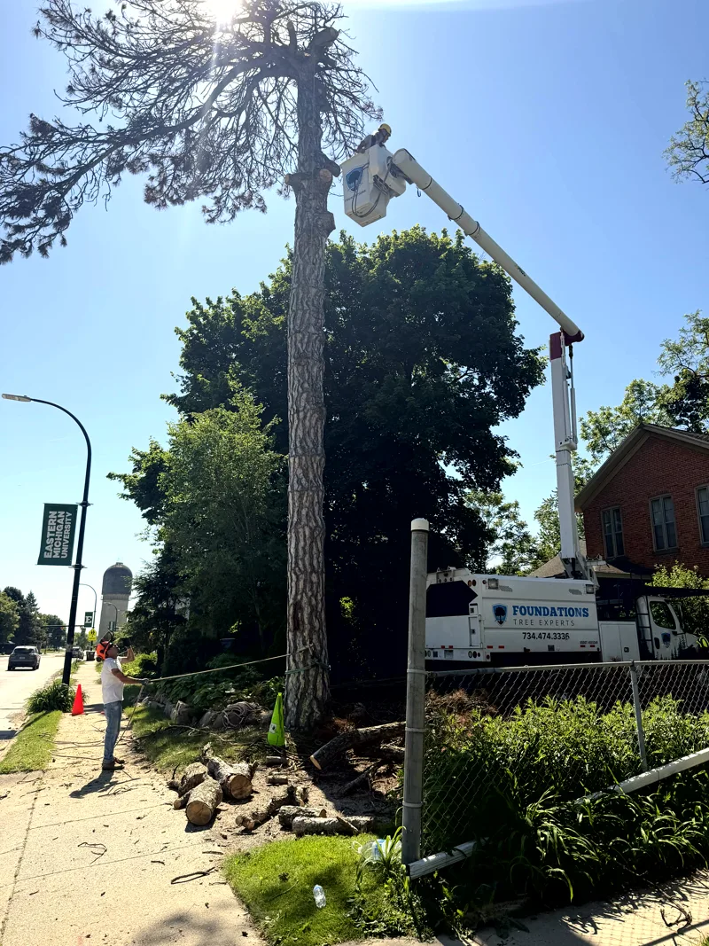 Wrenfield Tree Care bucket truck and crew removing a large tree near Eastern Michigan University with the Ypsilanti water tower visible