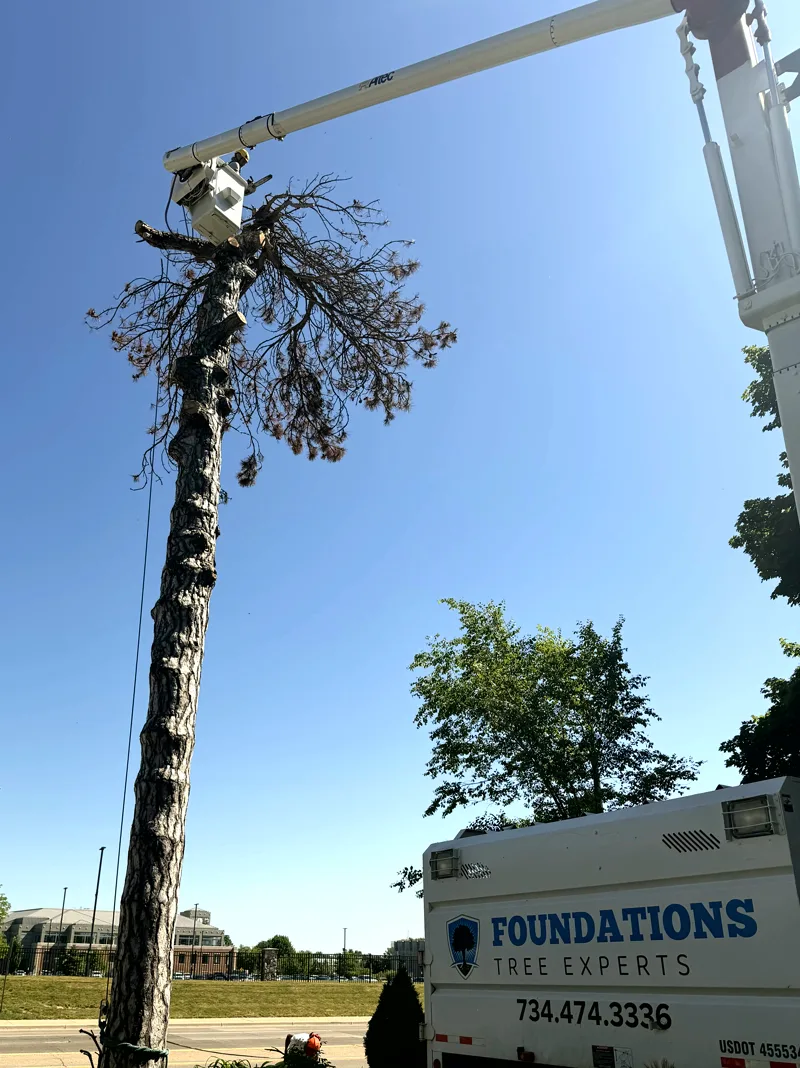 Bare trunk and Wrenfield Tree Care branded truck during tree removal in Ypsilanti