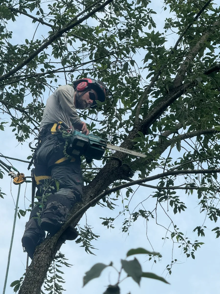 Arborist with chainsaw pruning branches in the tree canopy