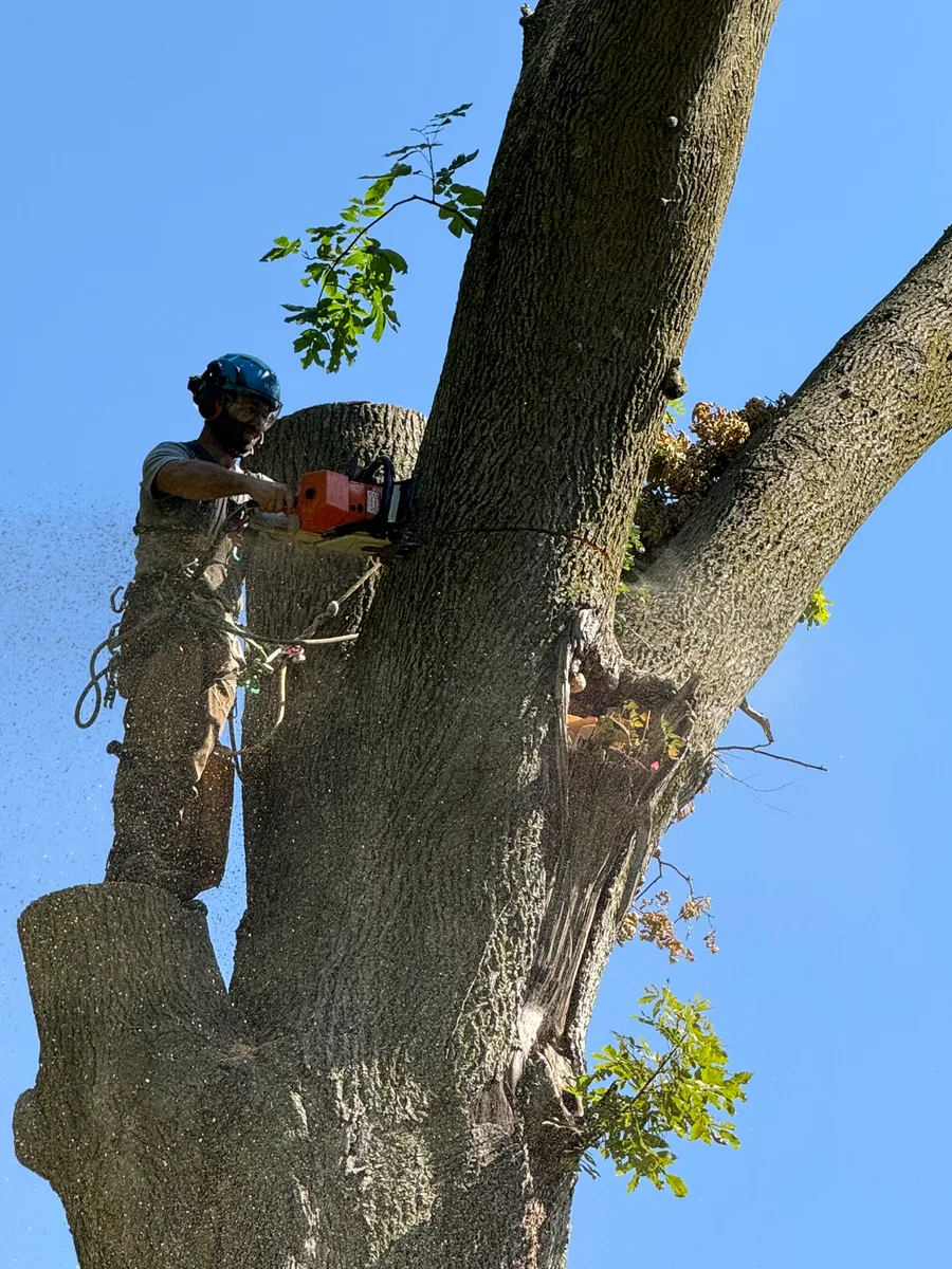 Arborist with chainsaw cutting a large tree trunk from above