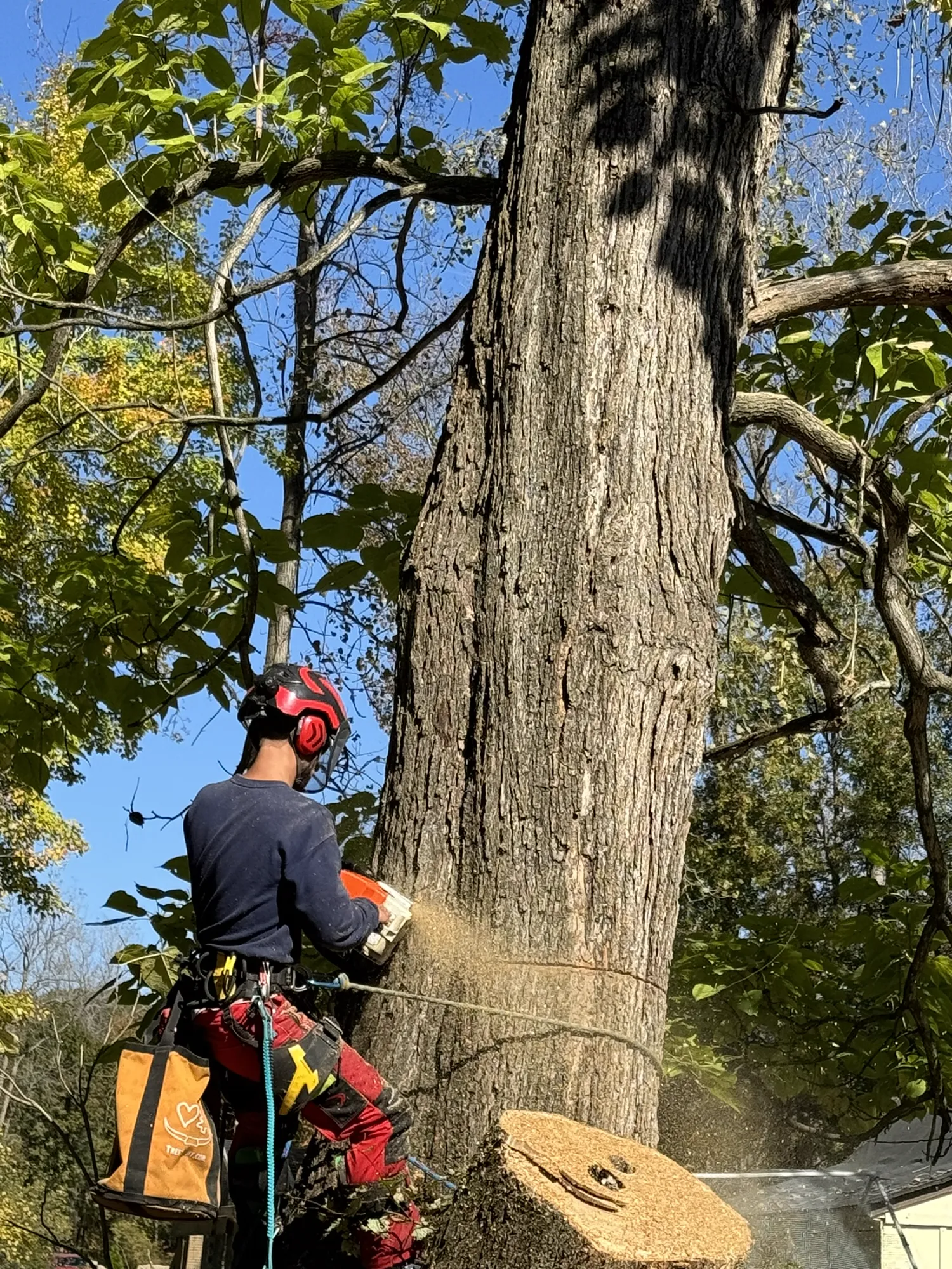 Large tree removal