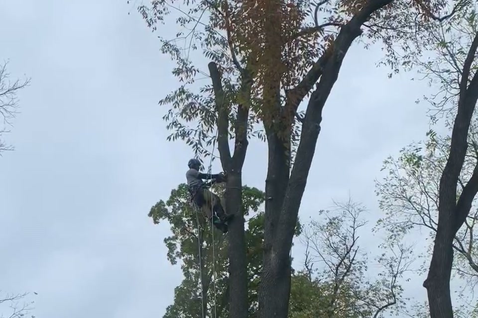 Climber rigging a tree section for controlled removal