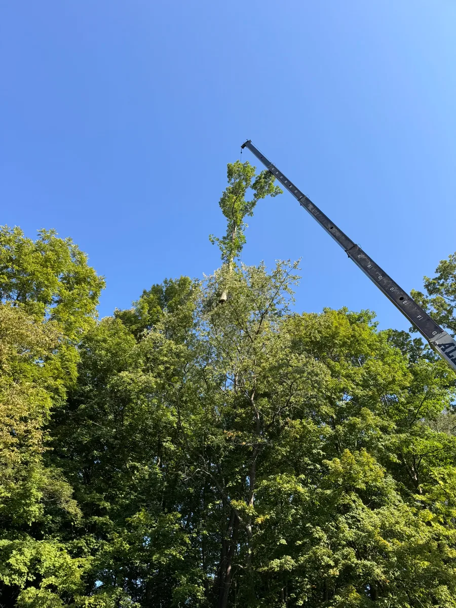 Crane boom lifting a large tree section high above the surrounding canopy
