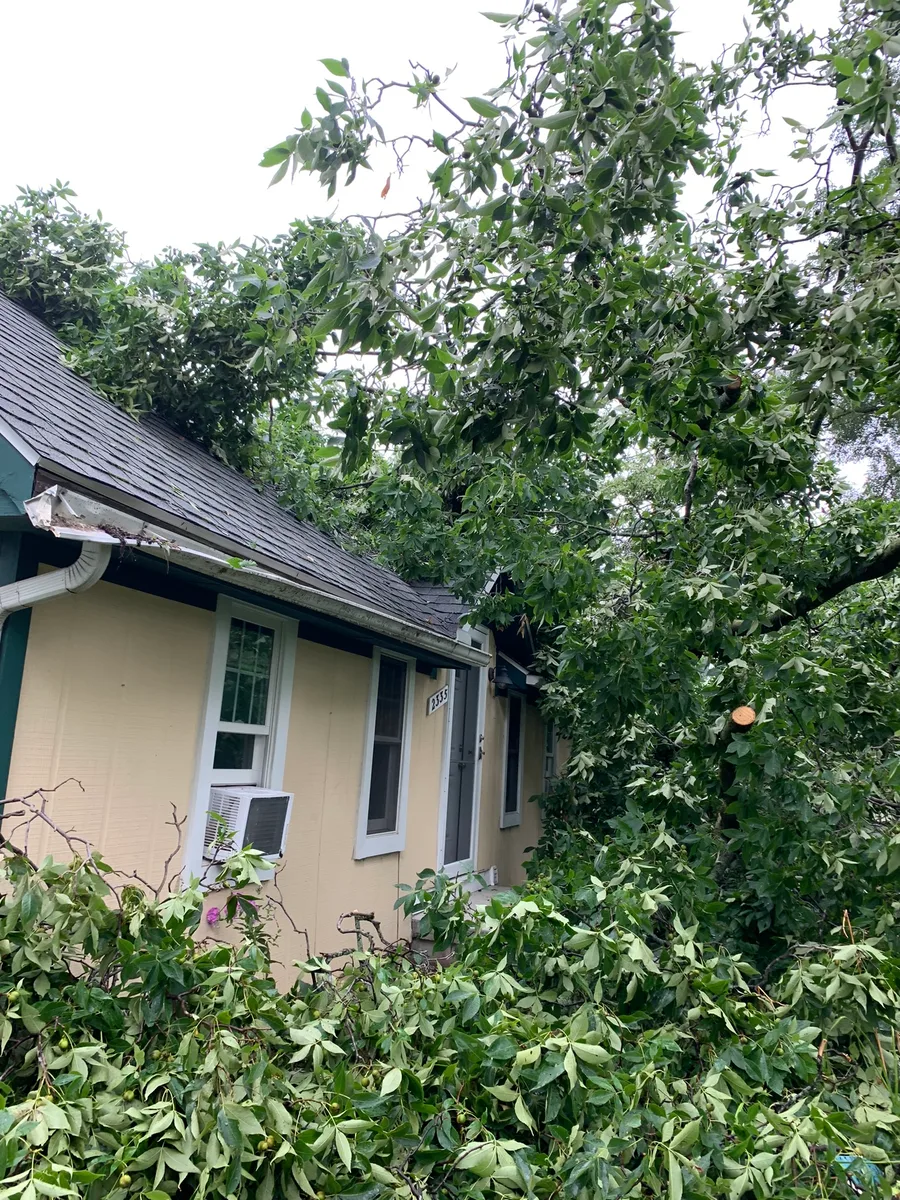 Large tree fallen onto a residential roof after a storm