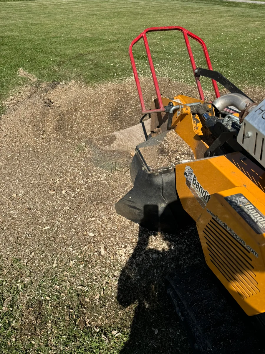 Commercial stump grinder grinding a stump with wood chips spraying